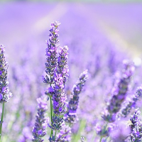 Bjarne Sigmund Steinnes